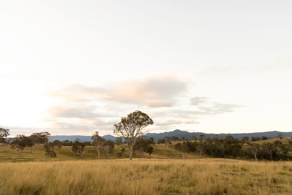 Brand photography landscape, open grasslands and eucalyptus trees at dusk, Reins to Resilience rural property Candelo Bega Valley NSW