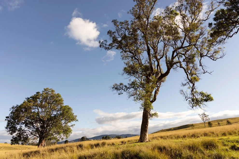Brand photography landscape, golden paddock and eucalyptus trees at Reins to Resilience property, Candelo Bega Valley NSW