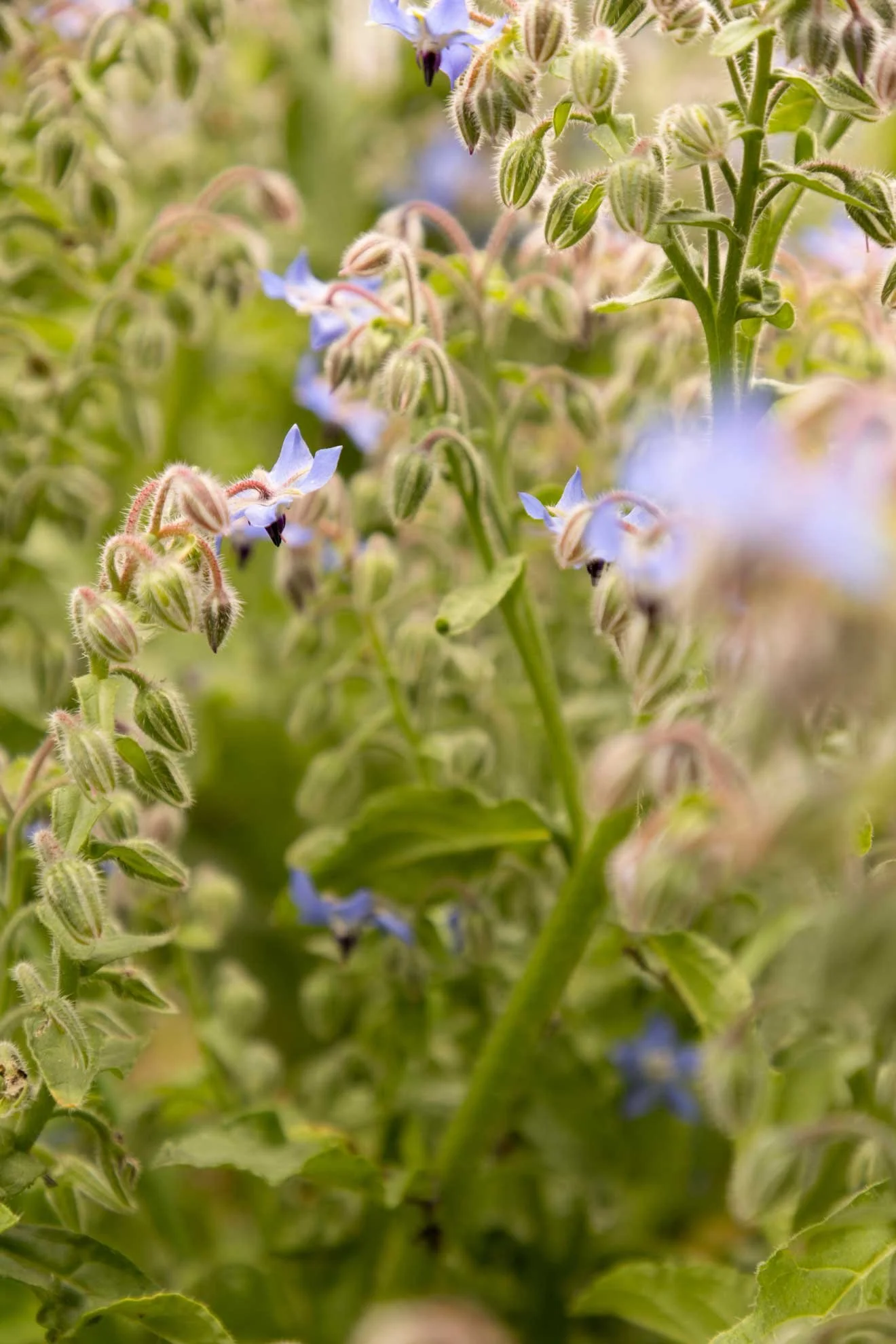 Photo borage growing and compost ingredient for 'The Compost Coach Book' photographed by Honey Atkinson
