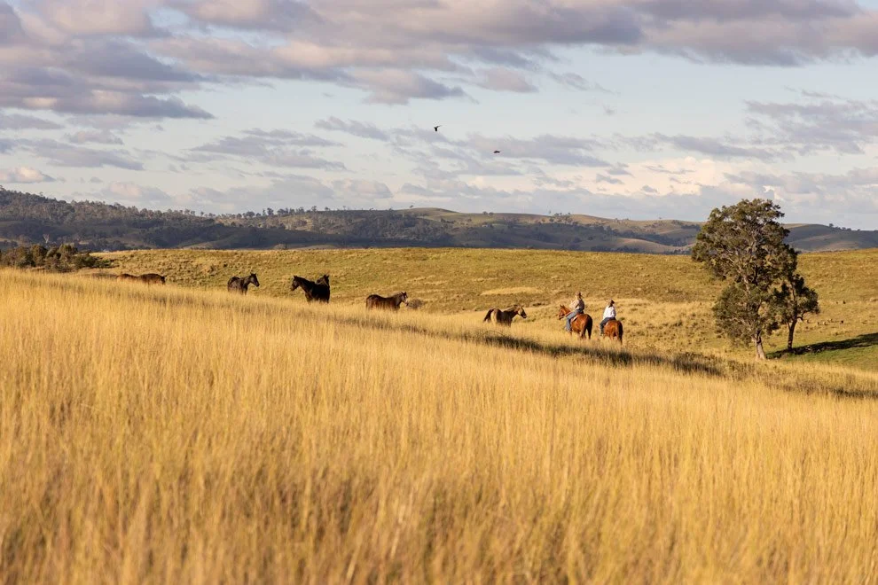 Personal brand photography for women in business, riders on horseback with mob of horses across golden grasslands, Reins to Resilience Candelo Bega Valley NSW
