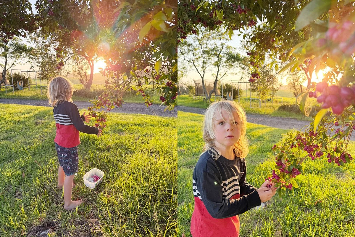 A young blonde child picking Lilly Pilly fruit from a tree at golden hour, barefoot on green grass, captured in warm autumn light — lifestyle photography on a small farm in the Bega Valley NSW