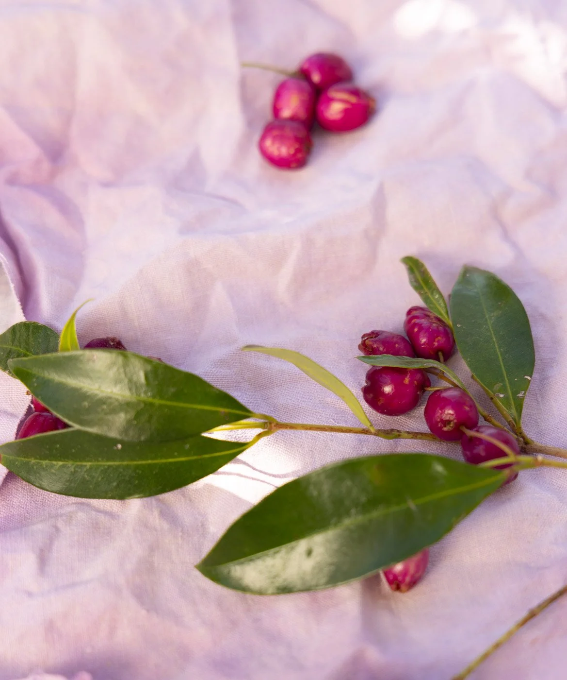 Matching pink fabric with Lilly Pilly fruit, Bega Valley NSW