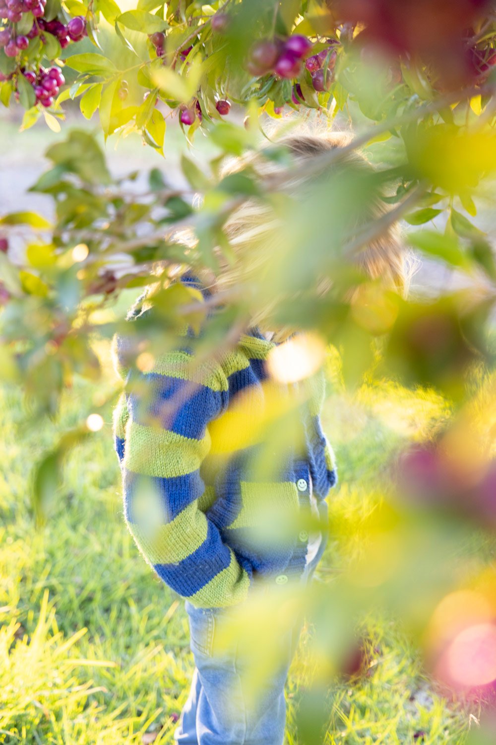 Child collecting Lilly Pilly fruit in golden afternoon light, Coolagolite Bega Valley NSW