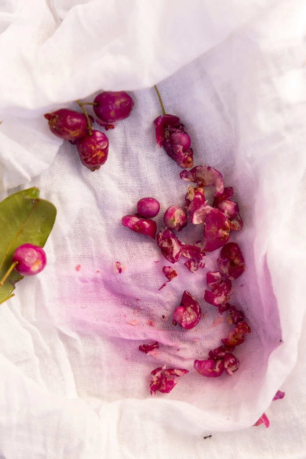 Lilly Pilly seeds squashed onto fabric showing the vivid pink colour on cotton fabric, Bega Valley NSW
