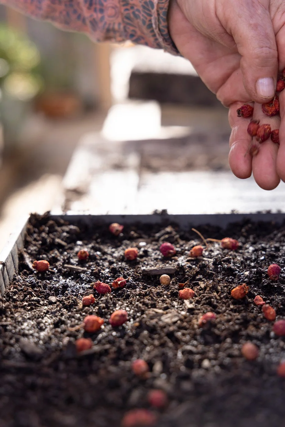 Hands planting Lilly Pilly seeds, Coolagolite Bega Valley NSW