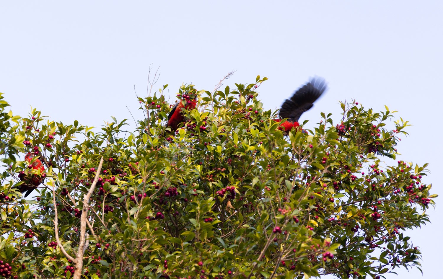 Lilly Pilly tree covered in fruit with rosella birds, on rural property, Coolagolite Bega Valley NSW