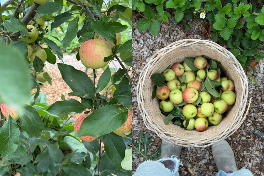 Apples growing on a 5 year old tree and wicker washing basket full of apples, far south coast, nsw.