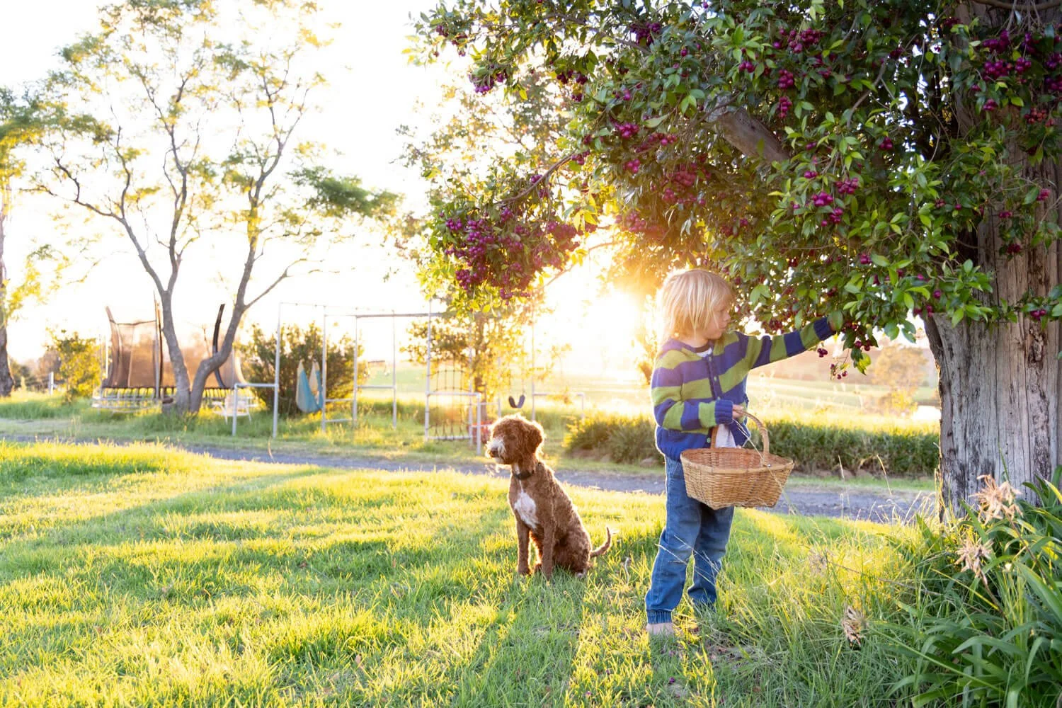 Six year old boy holding bright pink Lilly Pilly fruit, Sapphire Coast NSW