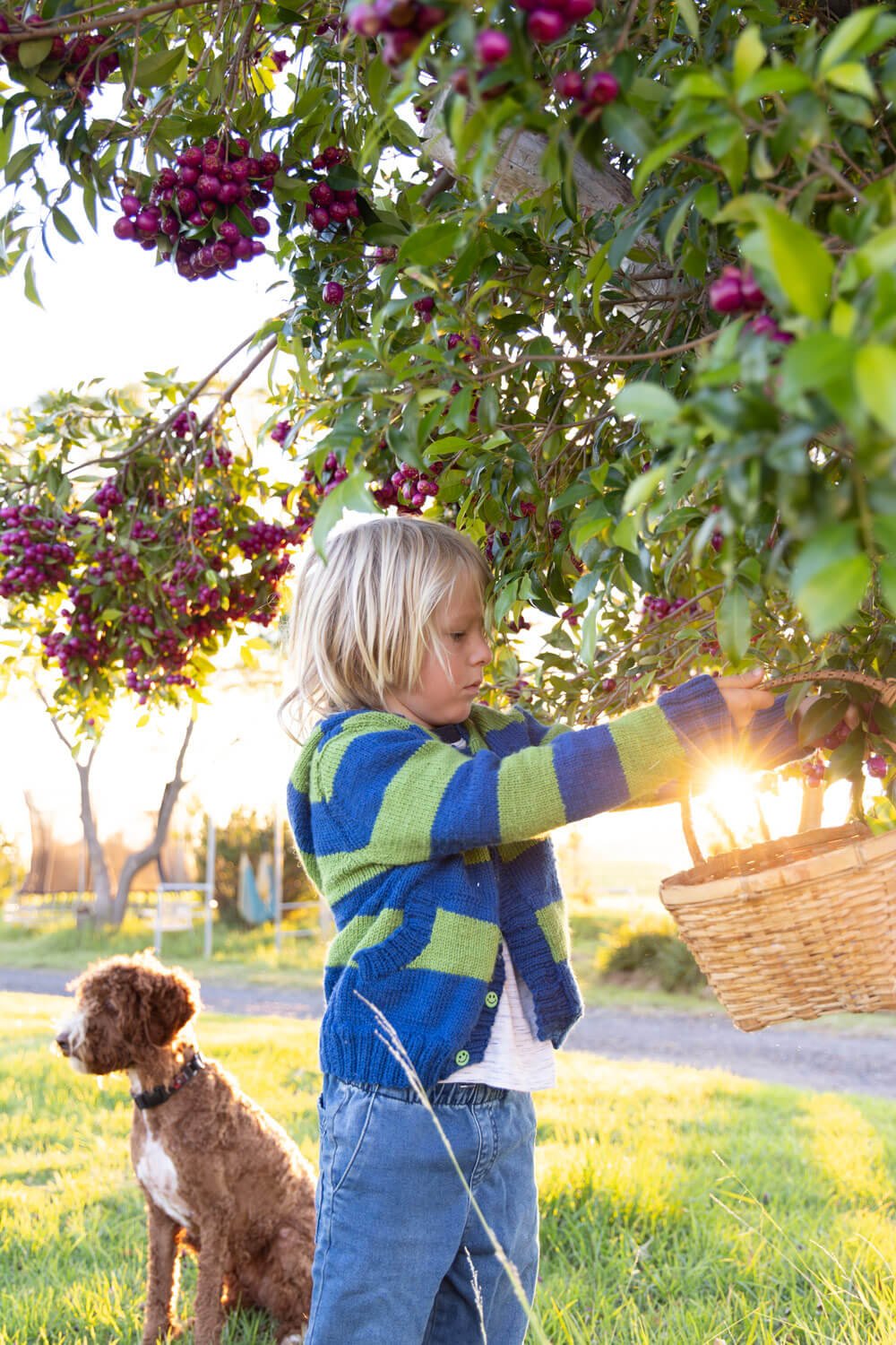 Boy playing with Lilly Pilly fruit in golden light, Djiringanj Country NSW