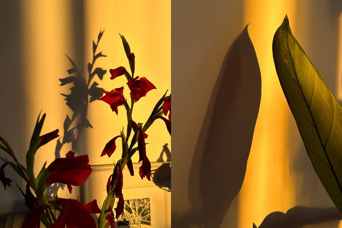 Golden light and shadows from morning light on indoor plants, photographed as a quiet moment of mindfulness in everyday life.