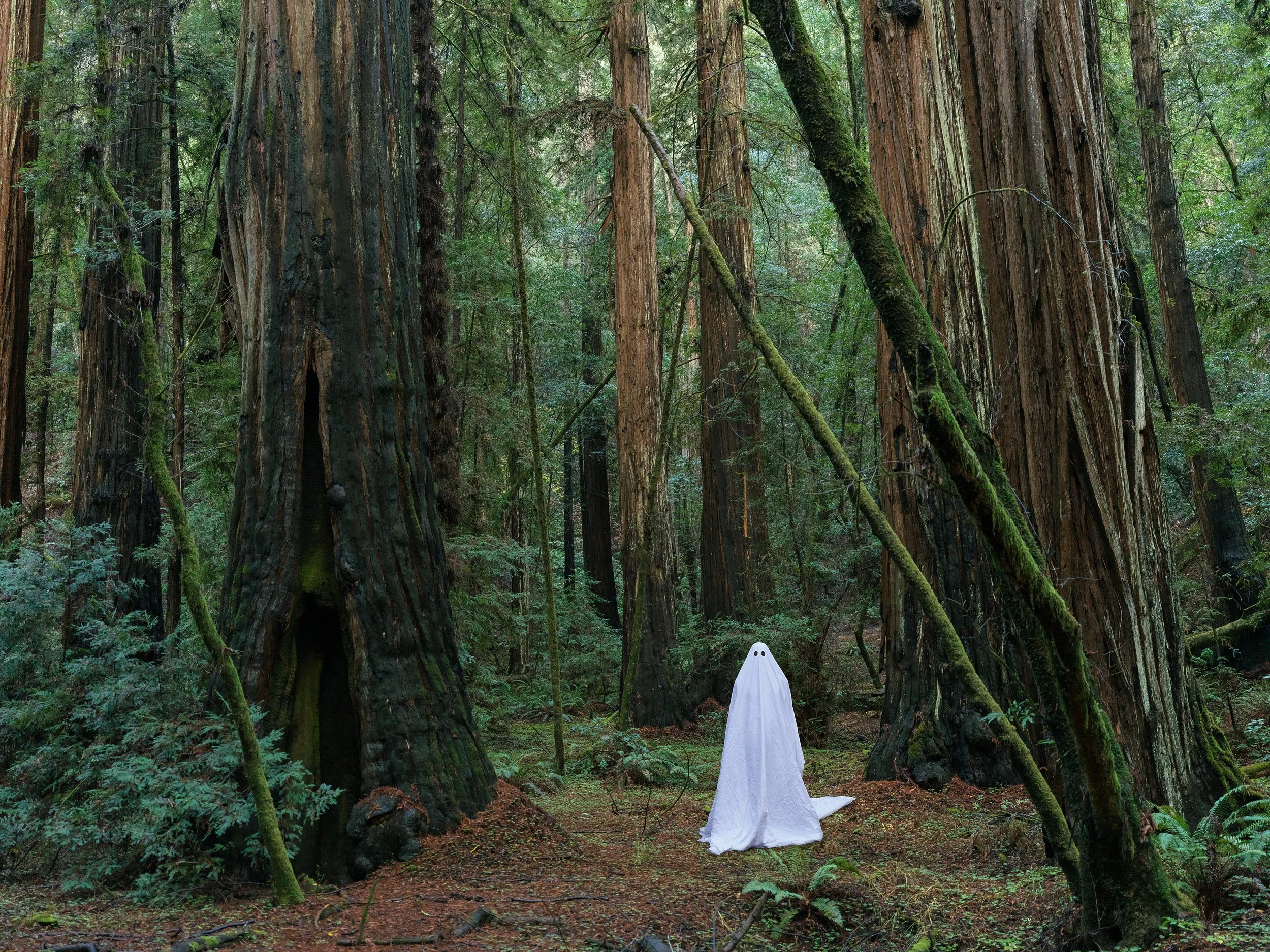 "Ghost" of Redwood Forest, CA