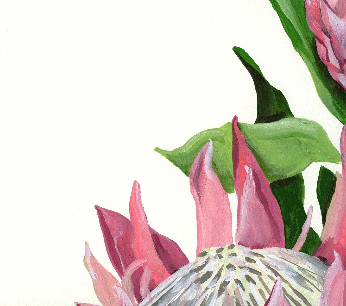 Details of the King Protea flowers.  I really enjoyed working with this pink, grey and green combination.⁠
.⁠
.⁠
.⁠
.⁠
.⁠
.⁠
.⁠
.⁠
.⁠
.⁠
.⁠
.⁠
.⁠
#kingprotea #kingproteaflower #acrylicpainting #paintingonpaper #flowerillustration #flowerpainting #flo