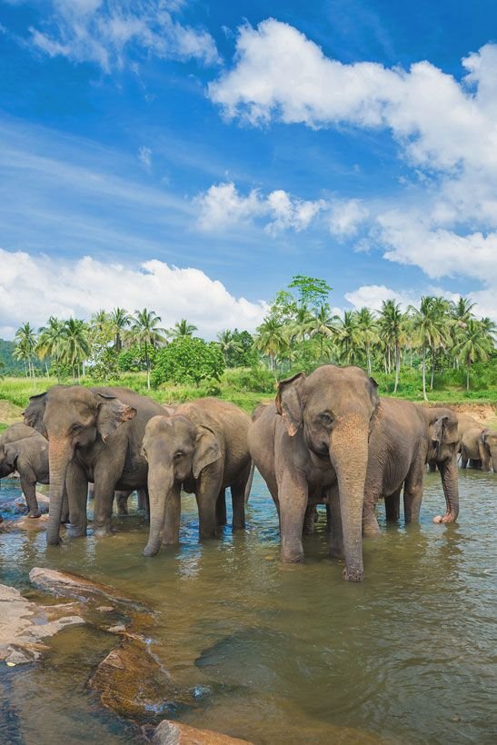 Travel Sri Lanka_ 30 Photos That Will Make You Pack Your Bags And Go.jpg