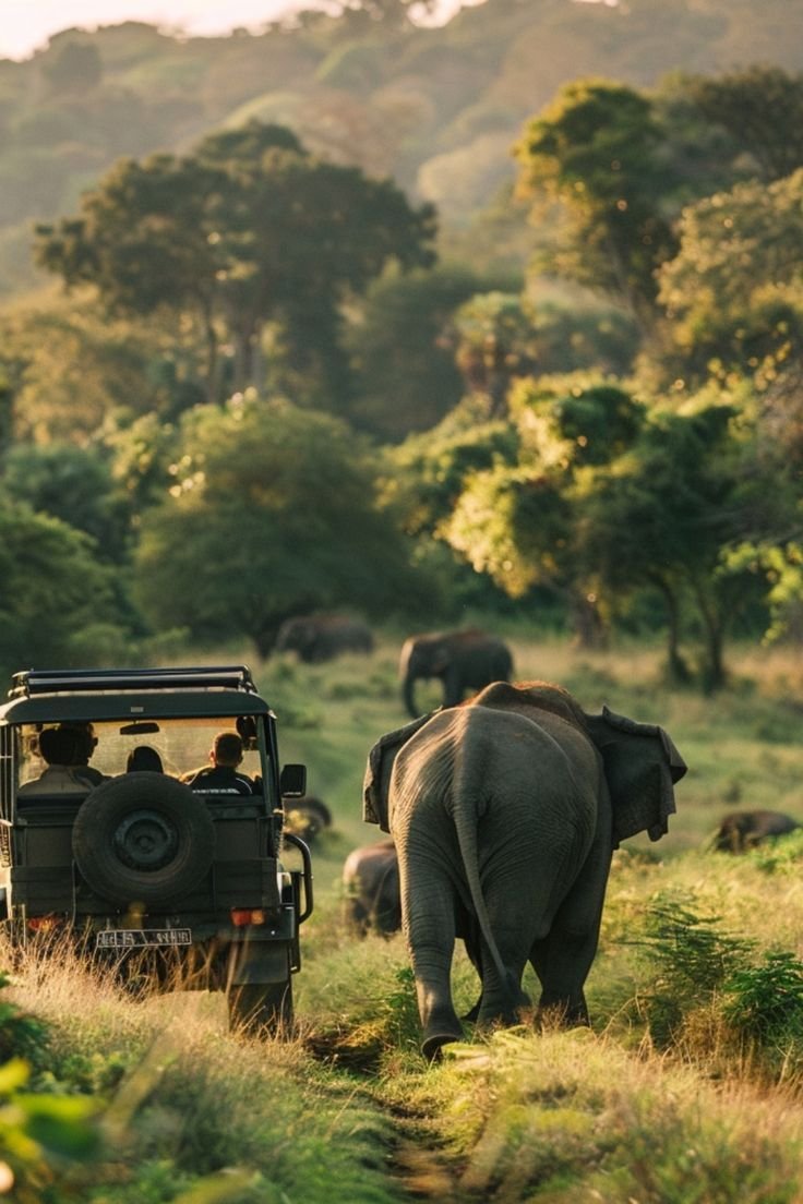 Wildlife Safaris in Sri Lanka.jpg