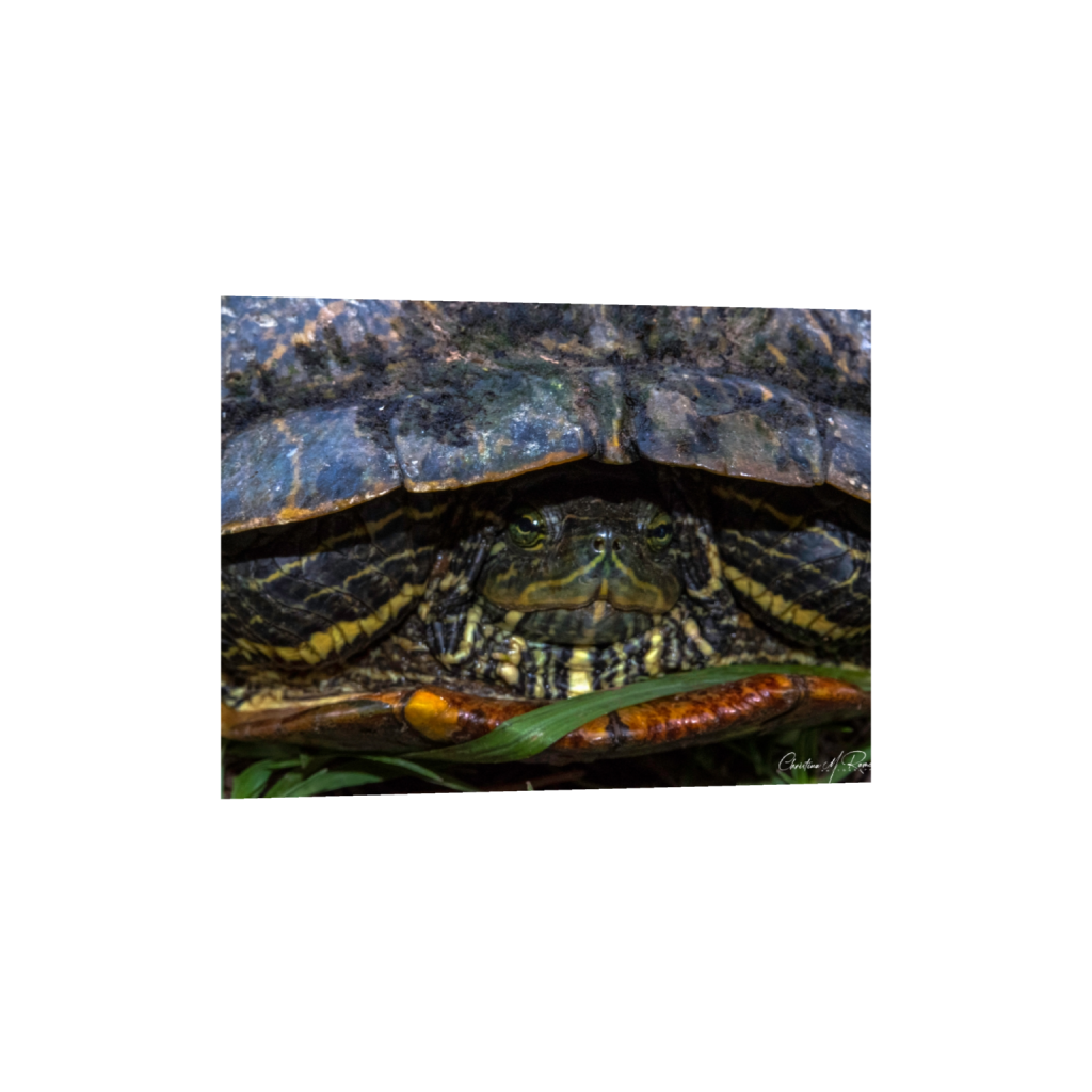 fineartprints_rectangle3_4_680_0_5333_4000_0_false_ffffff_0_0.png