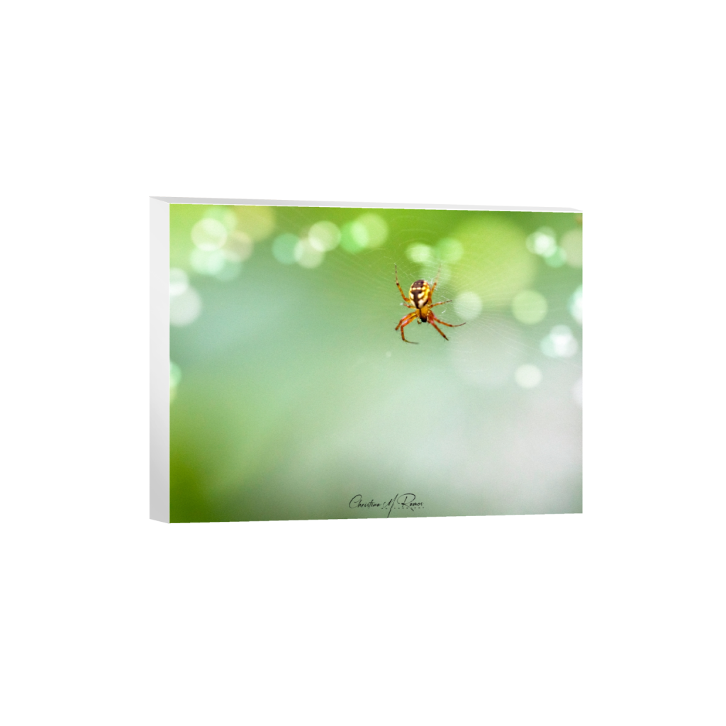 canvas_rectangle3_4_290_0_4654_3491_0_false_ffffff_0_0.png