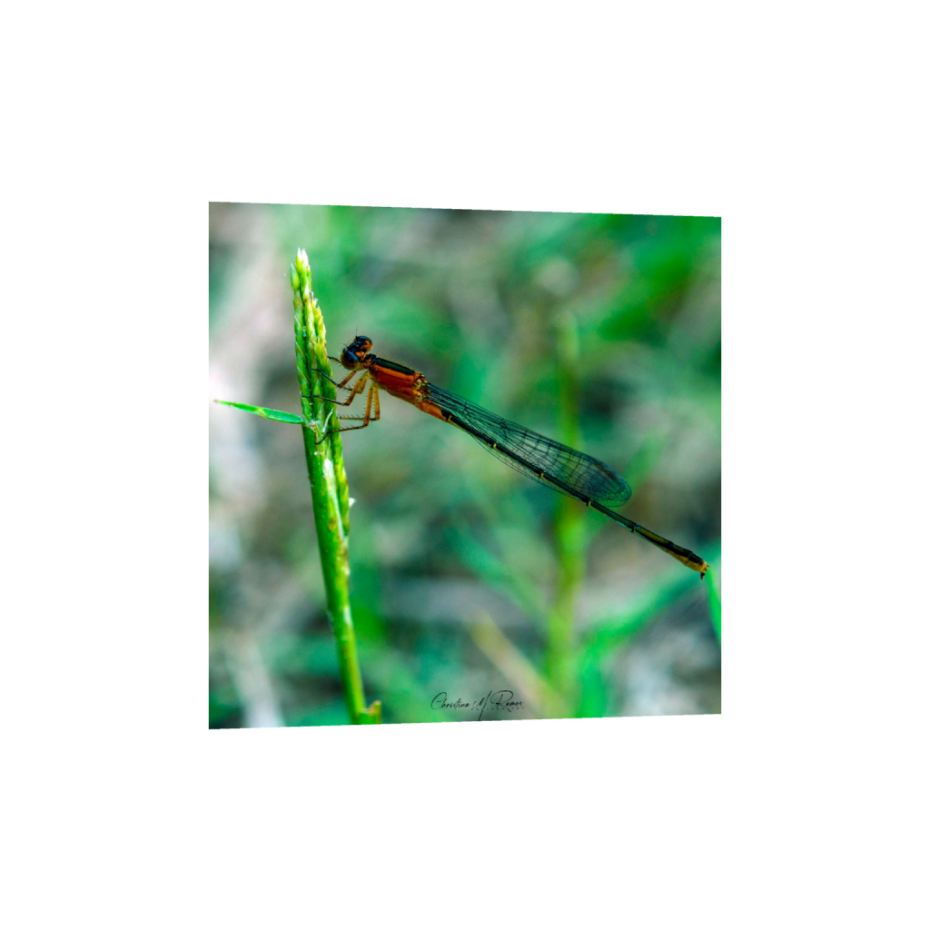 fineartprints_square_693_0_2772_2772_0_false_ffffff_0_0.png