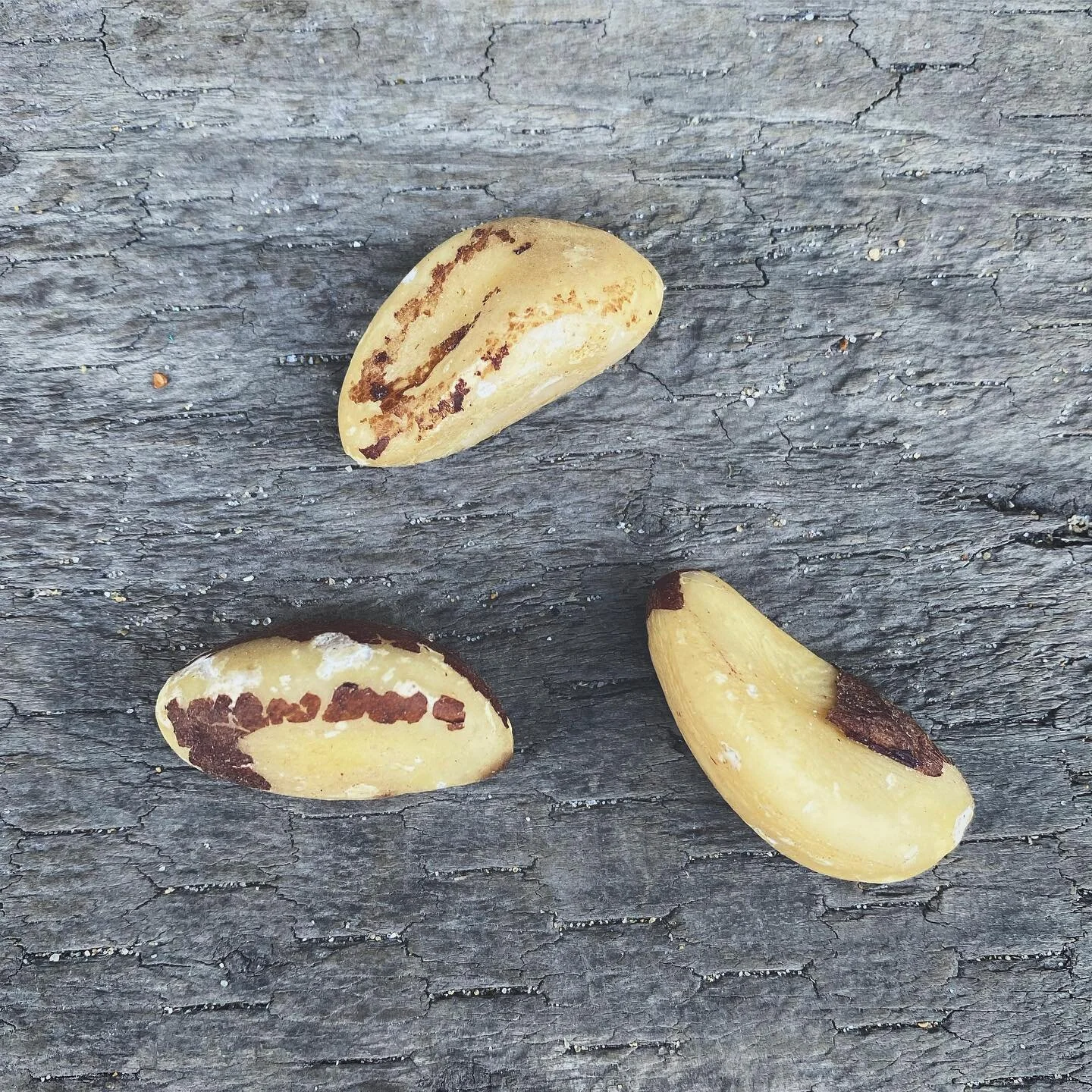 Brazil nuts as medicine 🌱

Did you know that 2-3 Brazil nuts every day contains enough selenium to prevent a deficiency? 😱

Selenium is required for many important functions and a deficiency usually can be shown as:
1. Thyroid issues
2. Poor immune