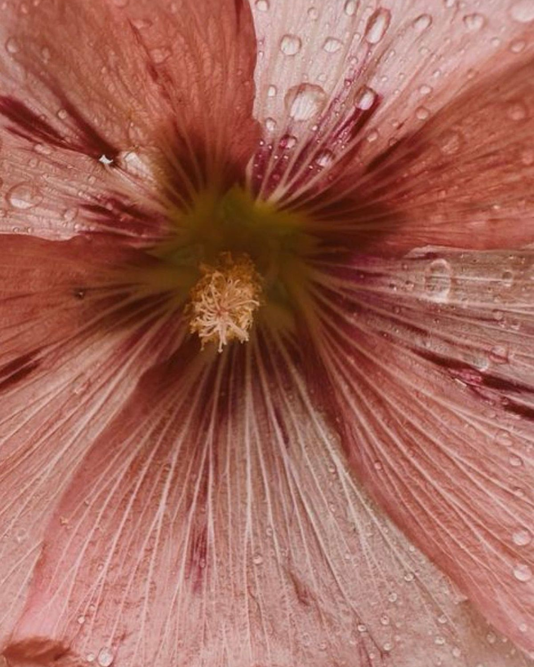Pink flower