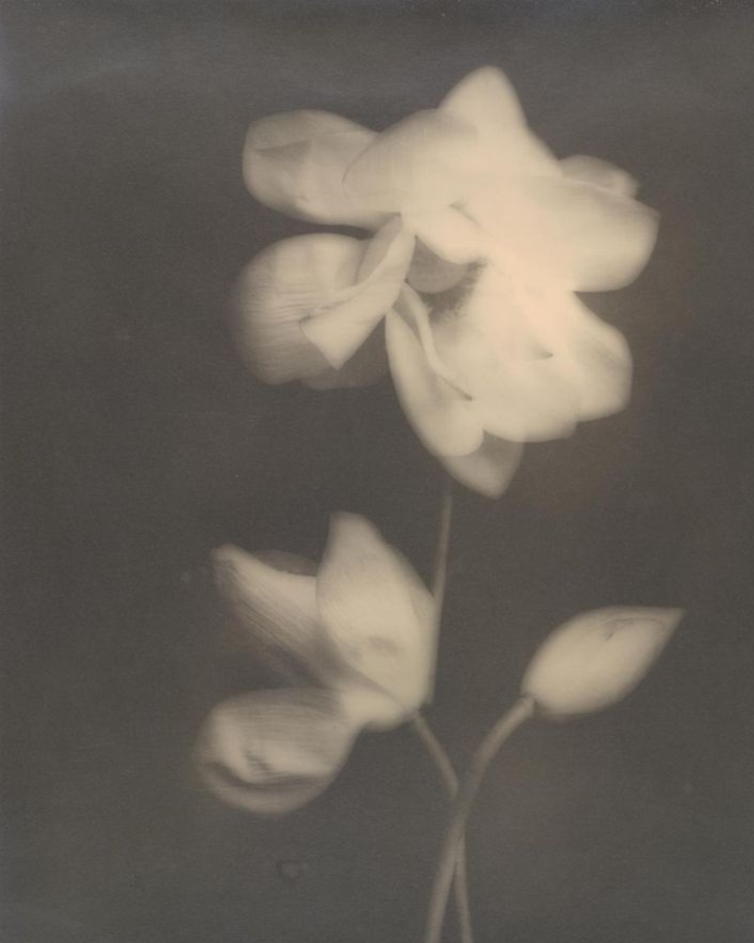 White flower