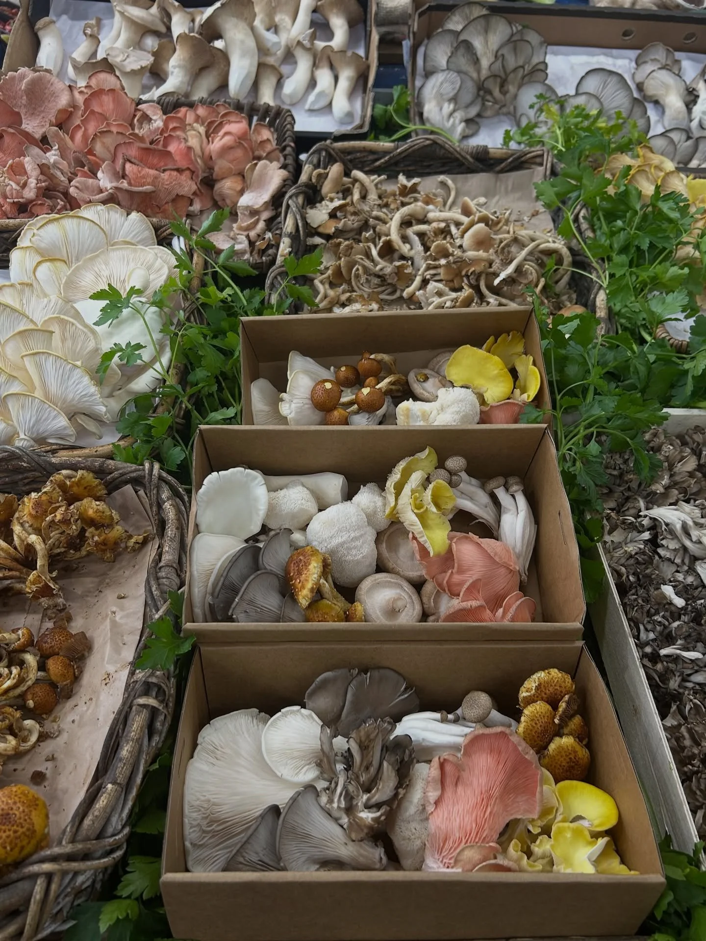 All about mushrooms &amp; their benefits! 🍄

- Mushrooms are a great source of protein and fibre, antioxidants, vitamin D, B vitamins, selenium, potassium and more!

- They contain compounds known as beta-glucans which can support in reducing inflam