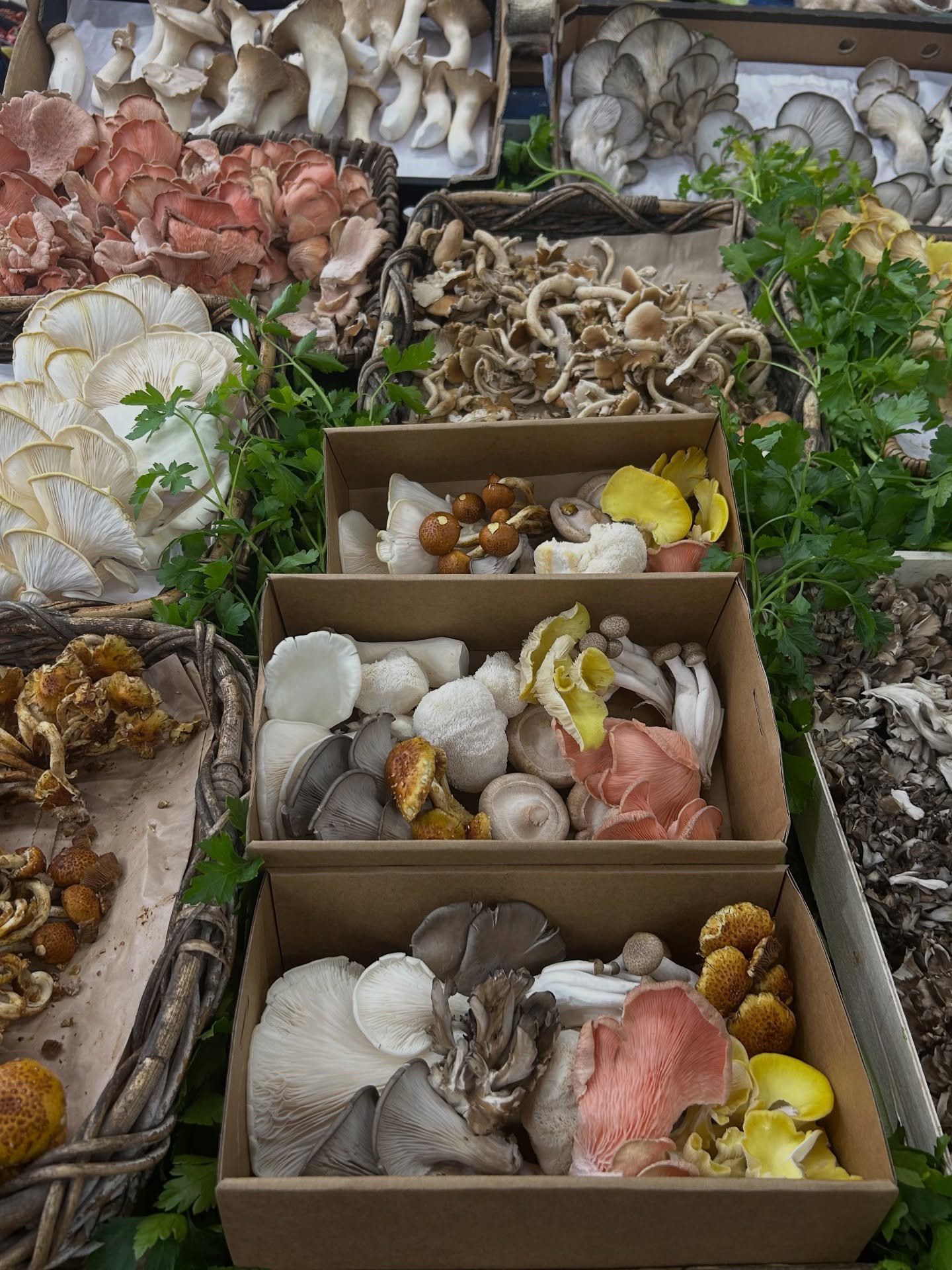 All about mushrooms &amp; their benefits! 🍄

- Mushrooms are a great source of protein and fibre, antioxidants, vitamin D, B vitamins, selenium, potassium and more!

- They contain compounds known as beta-glucans which can support in reducing inflam