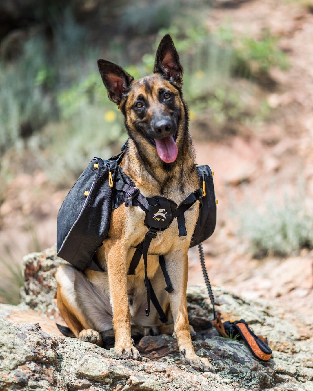 The peak of Colorado 14er season means lots of big hikes for brave OllyDogs! 
🦴
The Trekker RF is a great choice for keeping your pup comfortable and cool on the mountain. 
- Padded lining for comfort 
- Light-weight, breathable fabric
- Reflective 