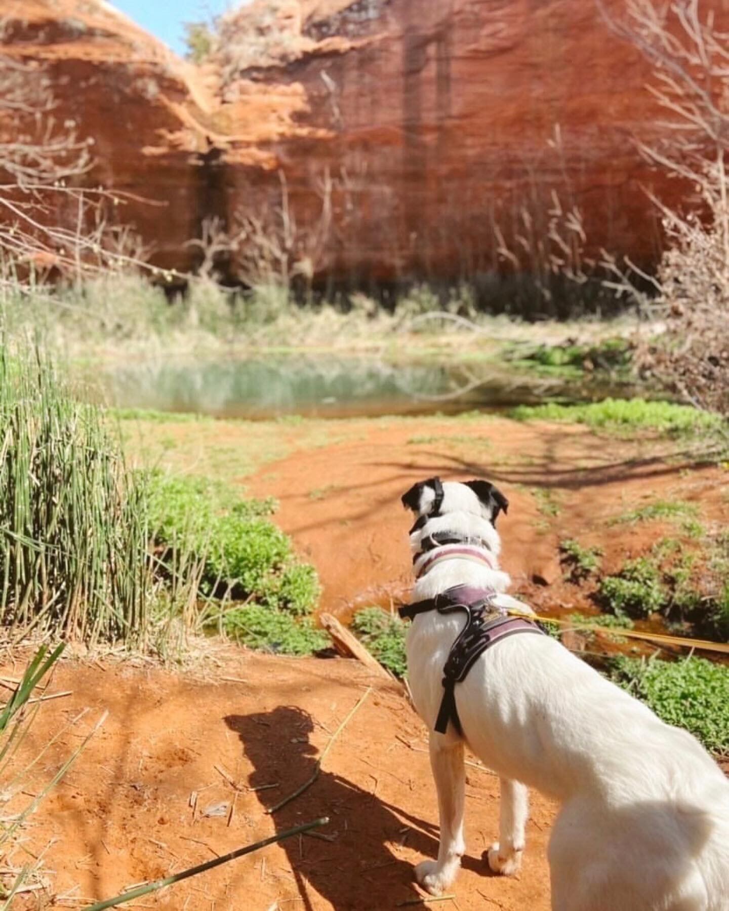 Congratulations @leyahandmccoy for winning the #gettoknowyourcustomersday giveaway! We love this sweet action shot featuring the Alpine Reflective Harness! 📸⛰ 
&bull;
&bull;
&bull;
#ollydog #dogsinaction #photochallenge #doggystyle🐶 #doglovers