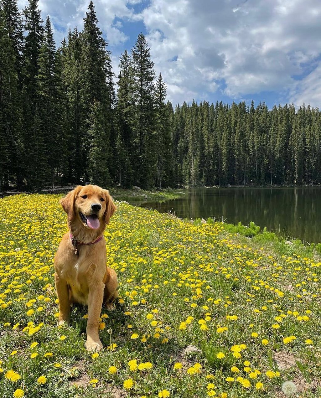 Big post 4th of July #wednesdaymood from @idgie.and.miley.co! 🌻🌼🌻