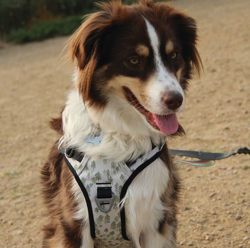 The Alpine Reflective Harness in Tree Hugger print 🌲 shows a love for trees on the inside and outside! 
This tree-inspired print is made from recycled materials making it #sustainable and #ecofriendly ♻️
&bull;
&bull;
&bull;
&bull;
#ollydog #dogofth