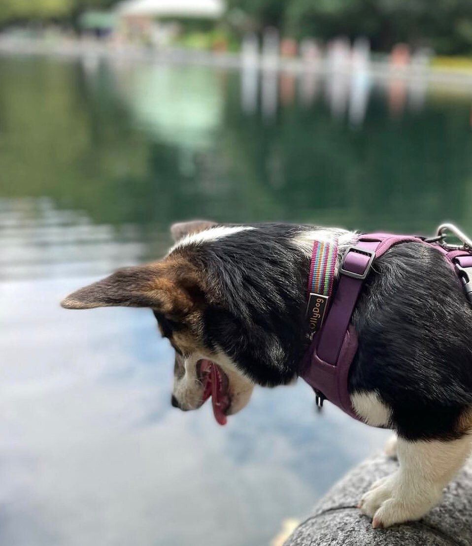 We&rsquo;re following @millhouse.corg &lsquo;s lead this Monday and jumping into the week with a big smile on our face! 😃🐾
&bull;
&bull;
&bull;
&bull;
#ollydog #monday #mondaymood #mondaymotivation #doglovers #doggo #pup #puppylove #dogsofinsta #do
