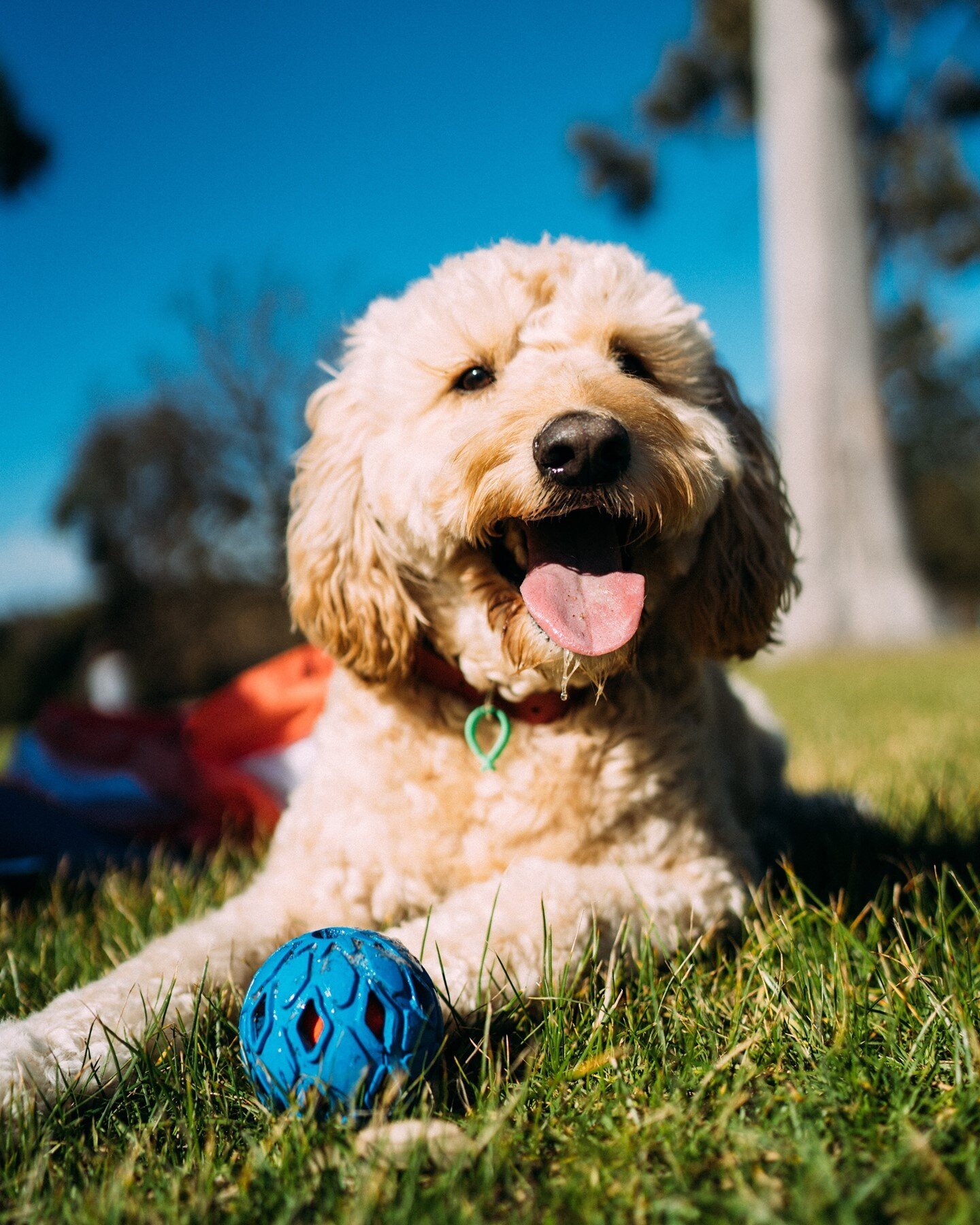 Happy hump day to all our happy puppies out there! 😛 
&bull;
&bull;
&bull;
&bull;
#ollydog #humpday #wednesday #happy #happypup #happypuppy #dogoftheday #dogsofinsta #dogsofinstagram #togueout
