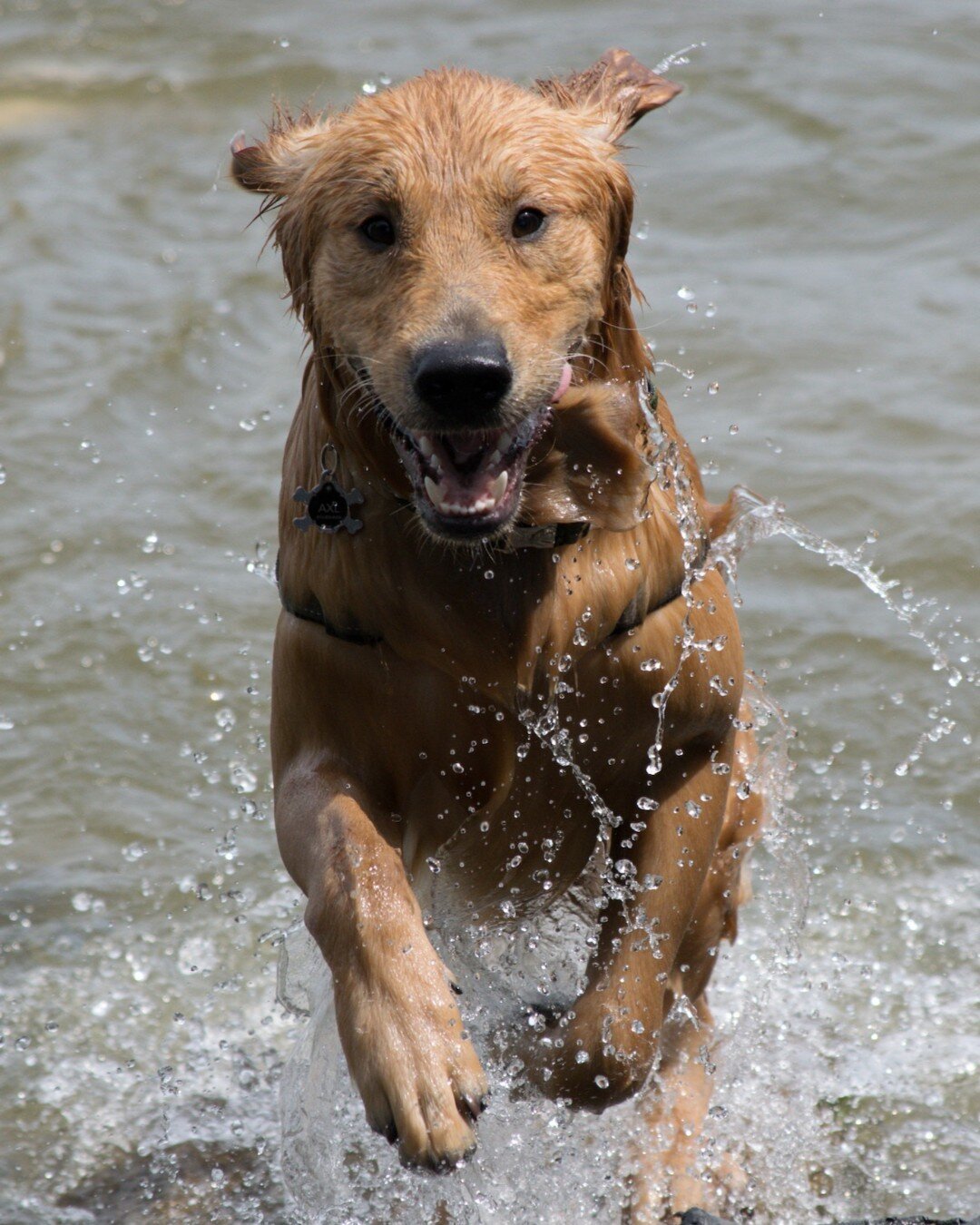 Running into the weekend like: 😛
&bull;
&bull;
&bull;
#weekendmood #ollydog #happyfridayeveryone #funinthesun #dogloversclub
