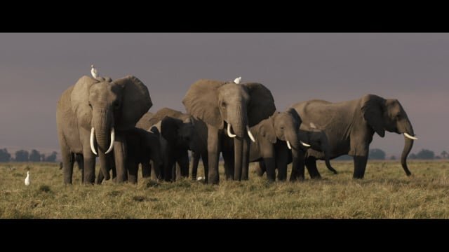 AMBOSELI KENYA - NATIONAL GEOGRAPHIC