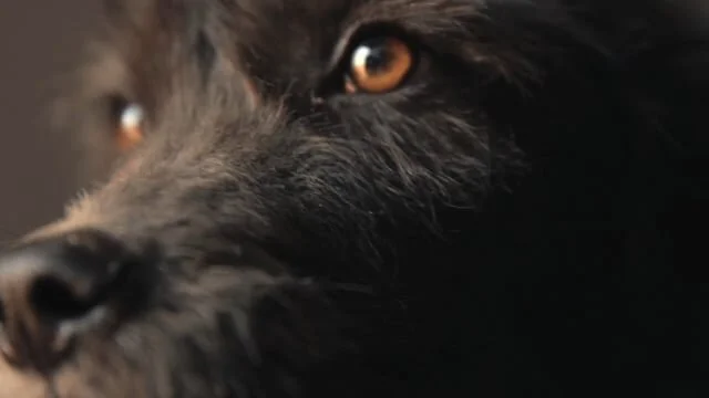 PROJECT JUNO - A PEDIGREE STORY