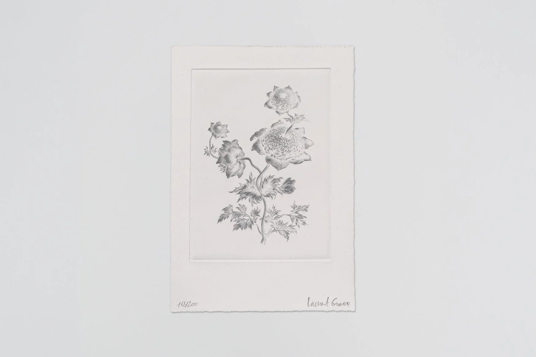 Future Herbarium (White Anemone)