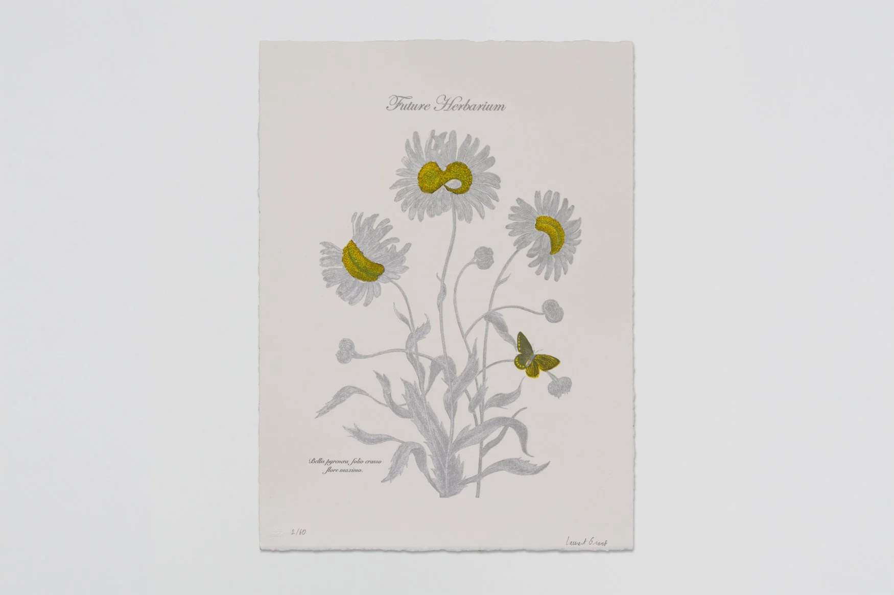 Future Herbarium (Bellis pyrenaea)