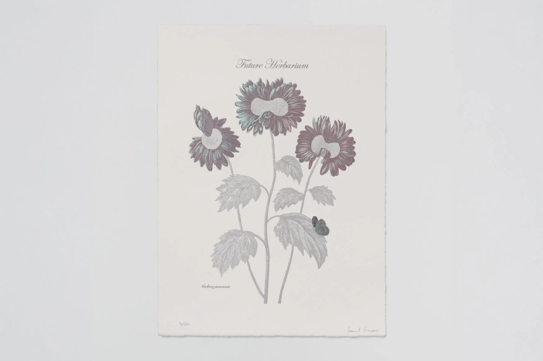 Future Herbarium (Gerbera)