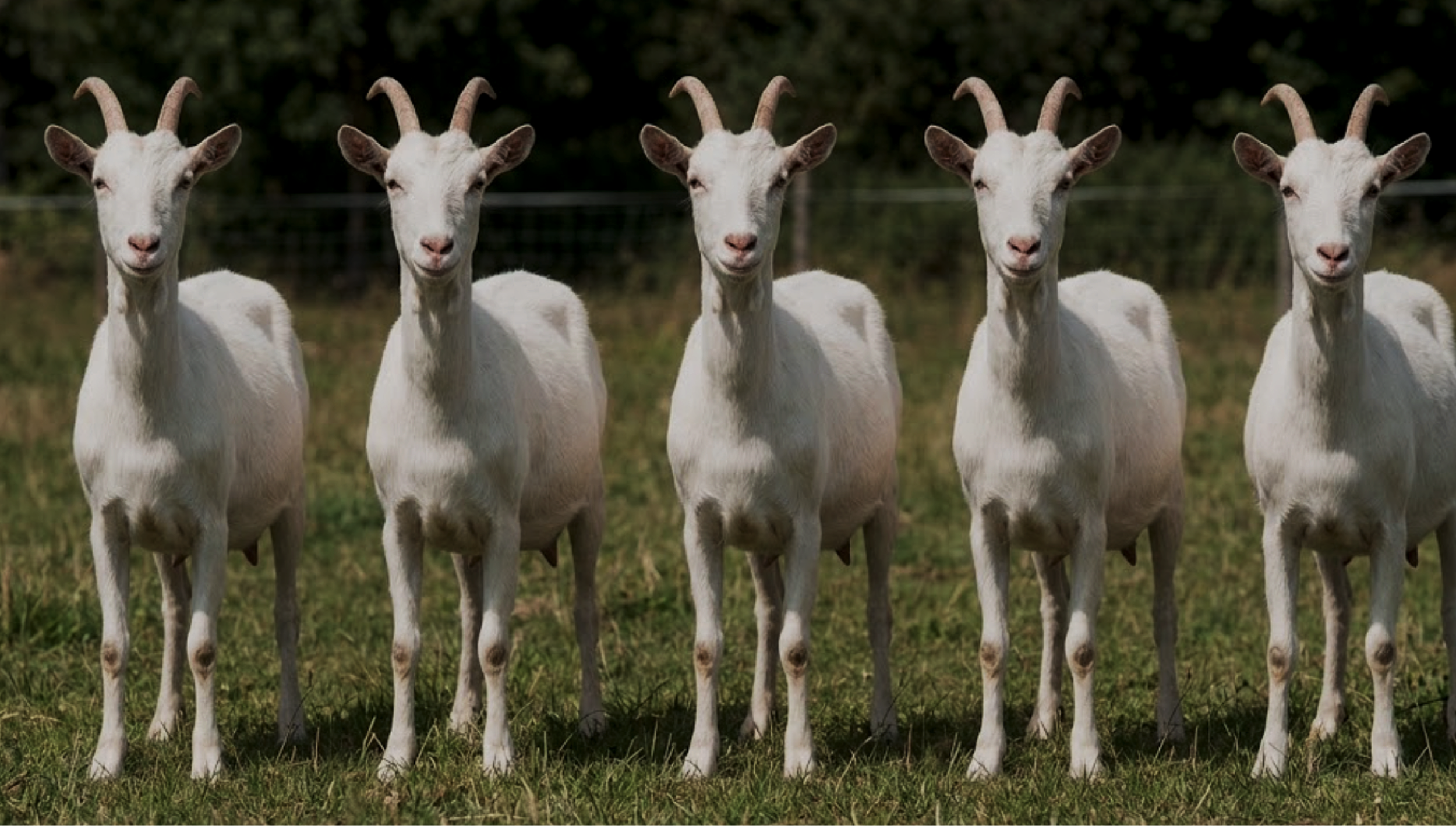 La Crisis de la Homogeneidad