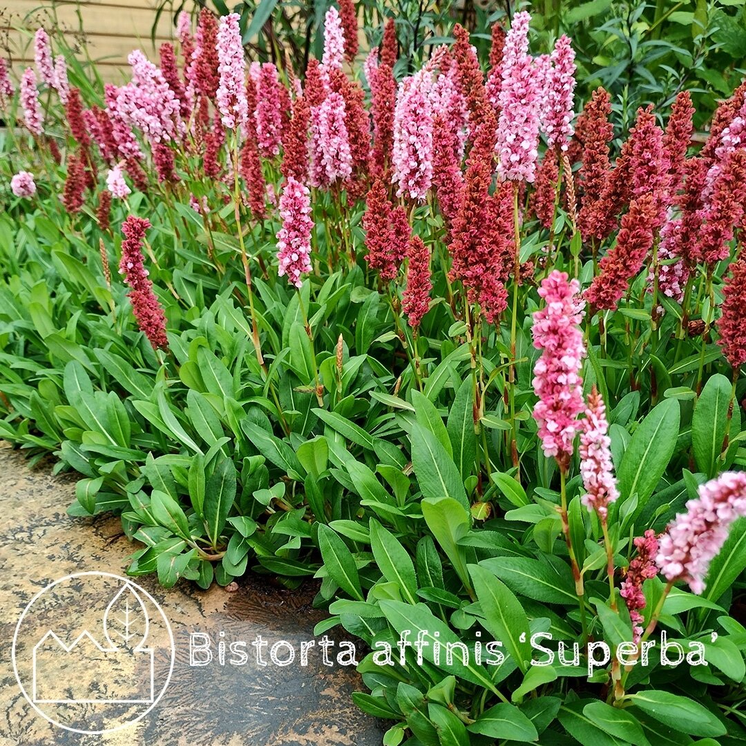 PLANT FOCUS: Bistorta affinis 'Superba'⁠
⁠
Until recently known as Persicaria affinis 'Superba'.⁠
⁠
This tough plant forms a dense mat of leaves that go a lovely rust brown in Autumn, which they keep all Winter until you decide to chop them back.  Th