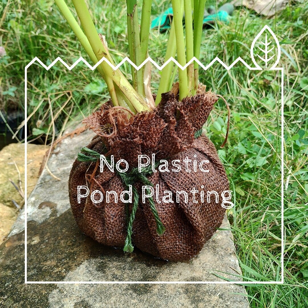 A more ecologically responsible way to plant up a wildlife pond.⁠
⁠
It is always a good idea to free newly bought pond plants from the constraints of their plastic baskets.  Normally this would be by potting them up into yet more plastic, but how abo