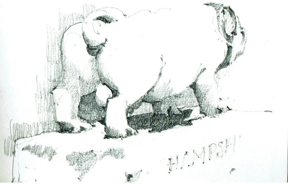 Ditchling, Hampshire Hog