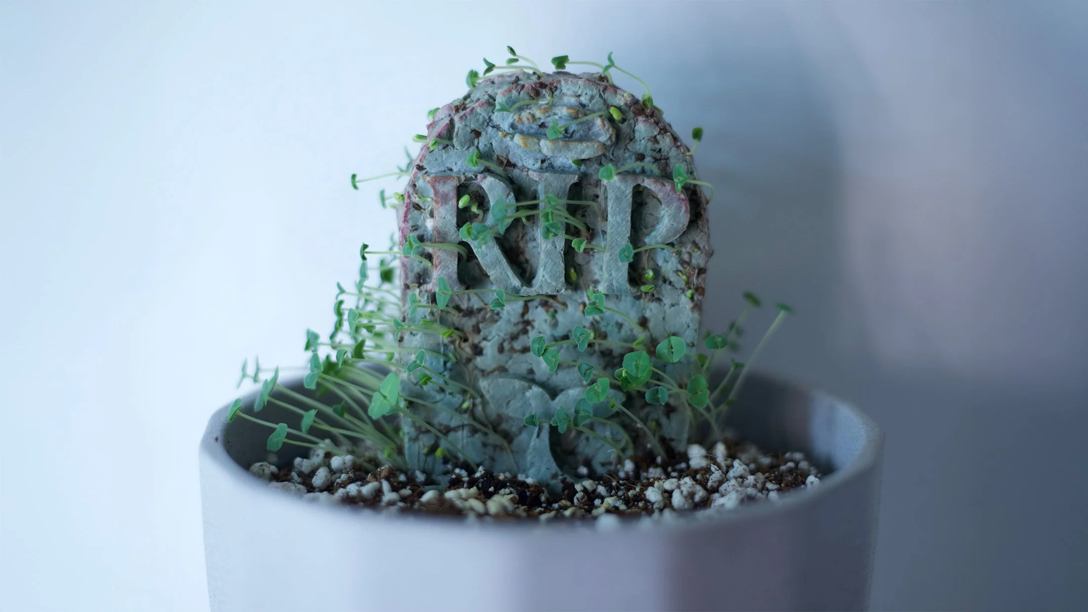 Tombstone of Life. A new life begins to grow.