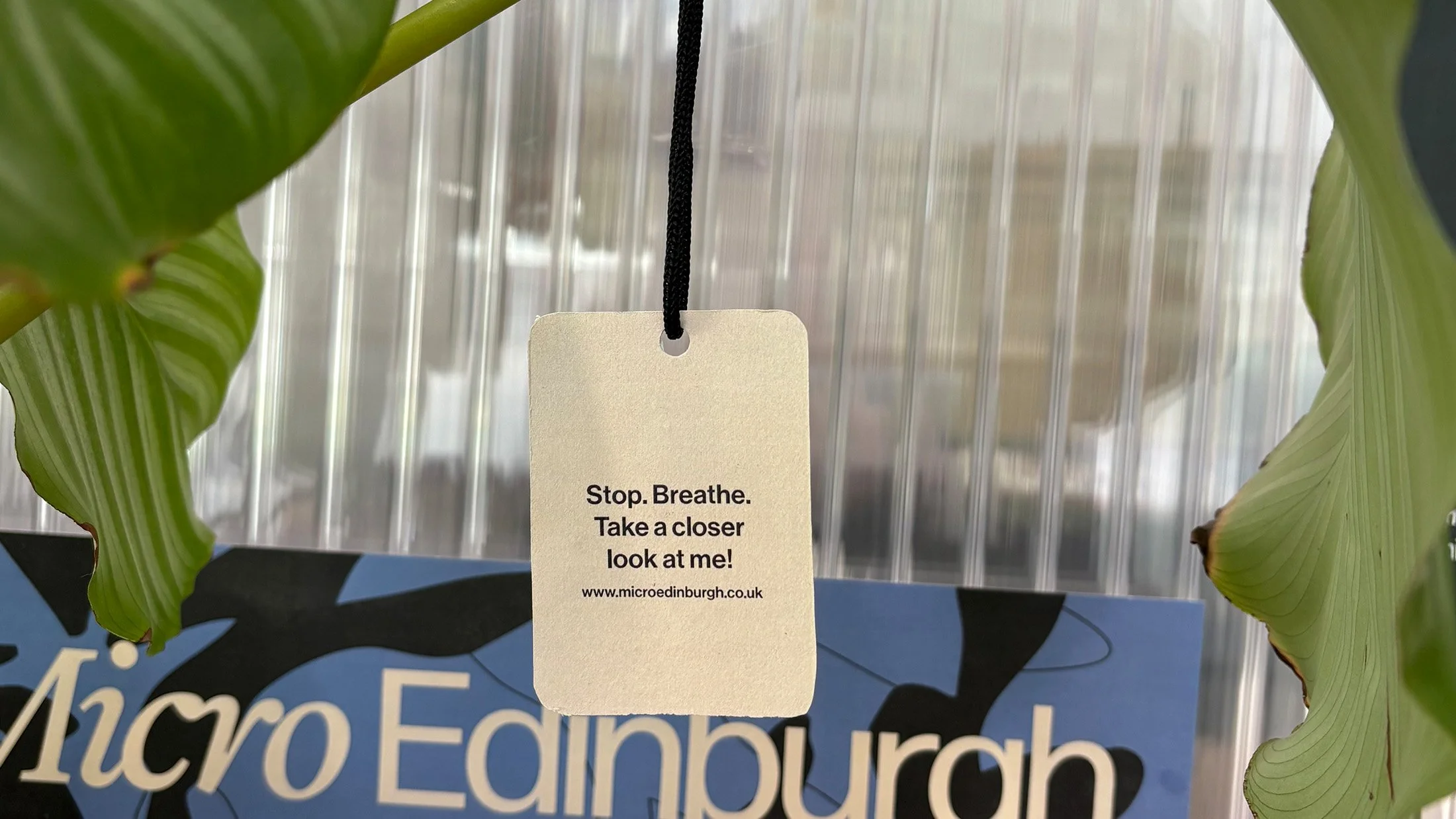 Hangs onto plant in the office; directs viewer to website for more information and tips.
