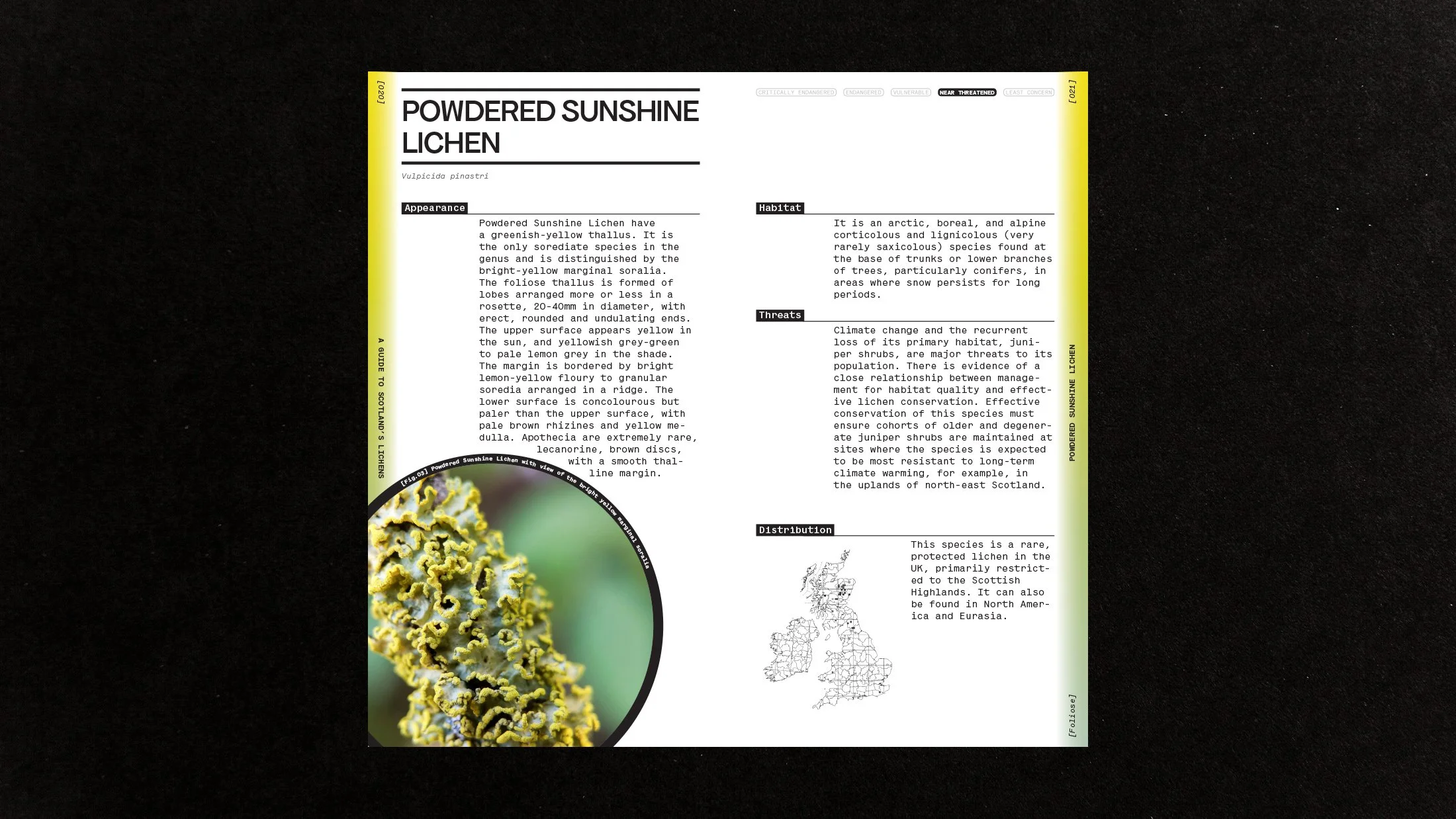 Powdered Sunshine Lichen spread.