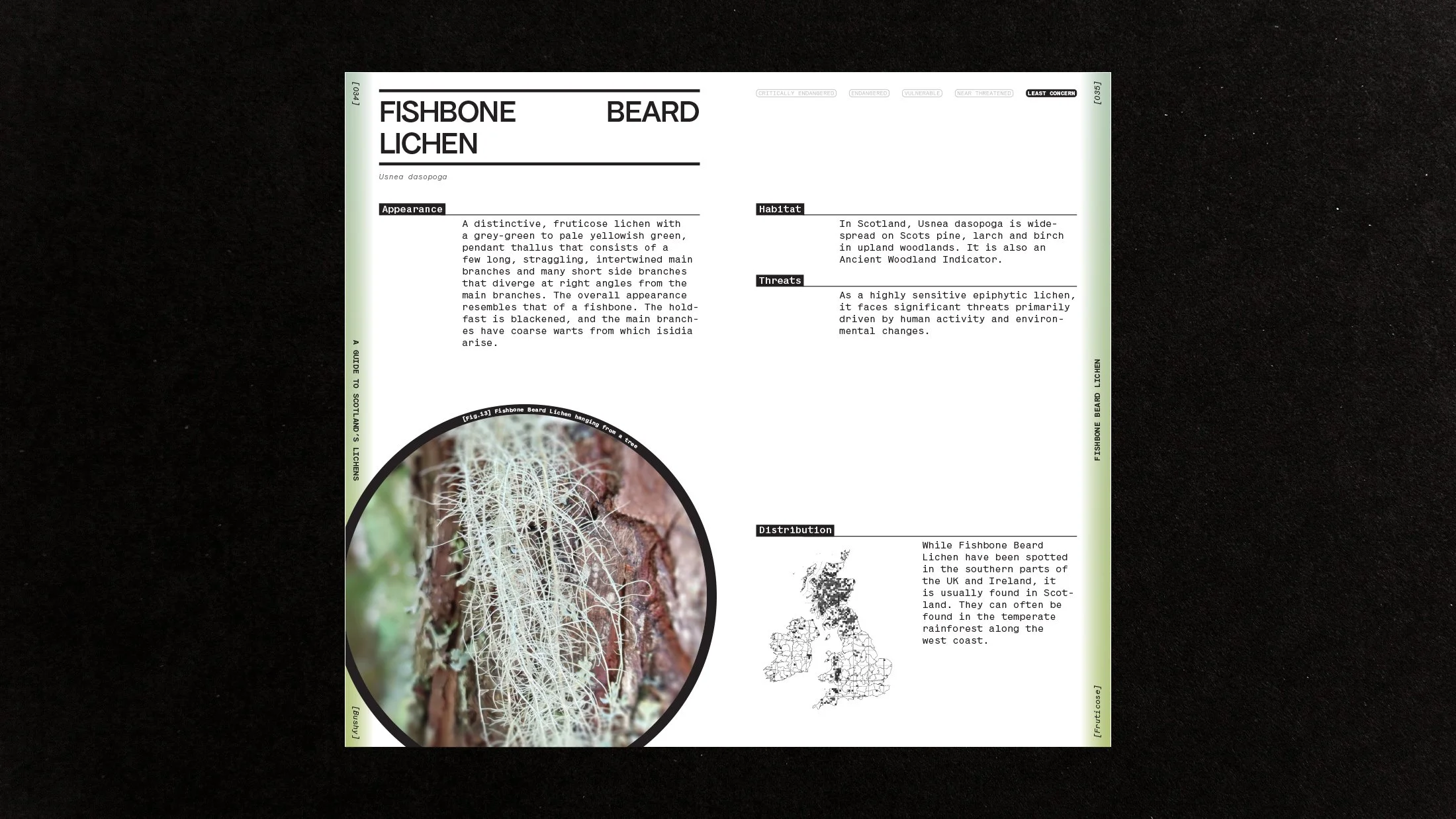 Fishbone Beard Lichen spread.