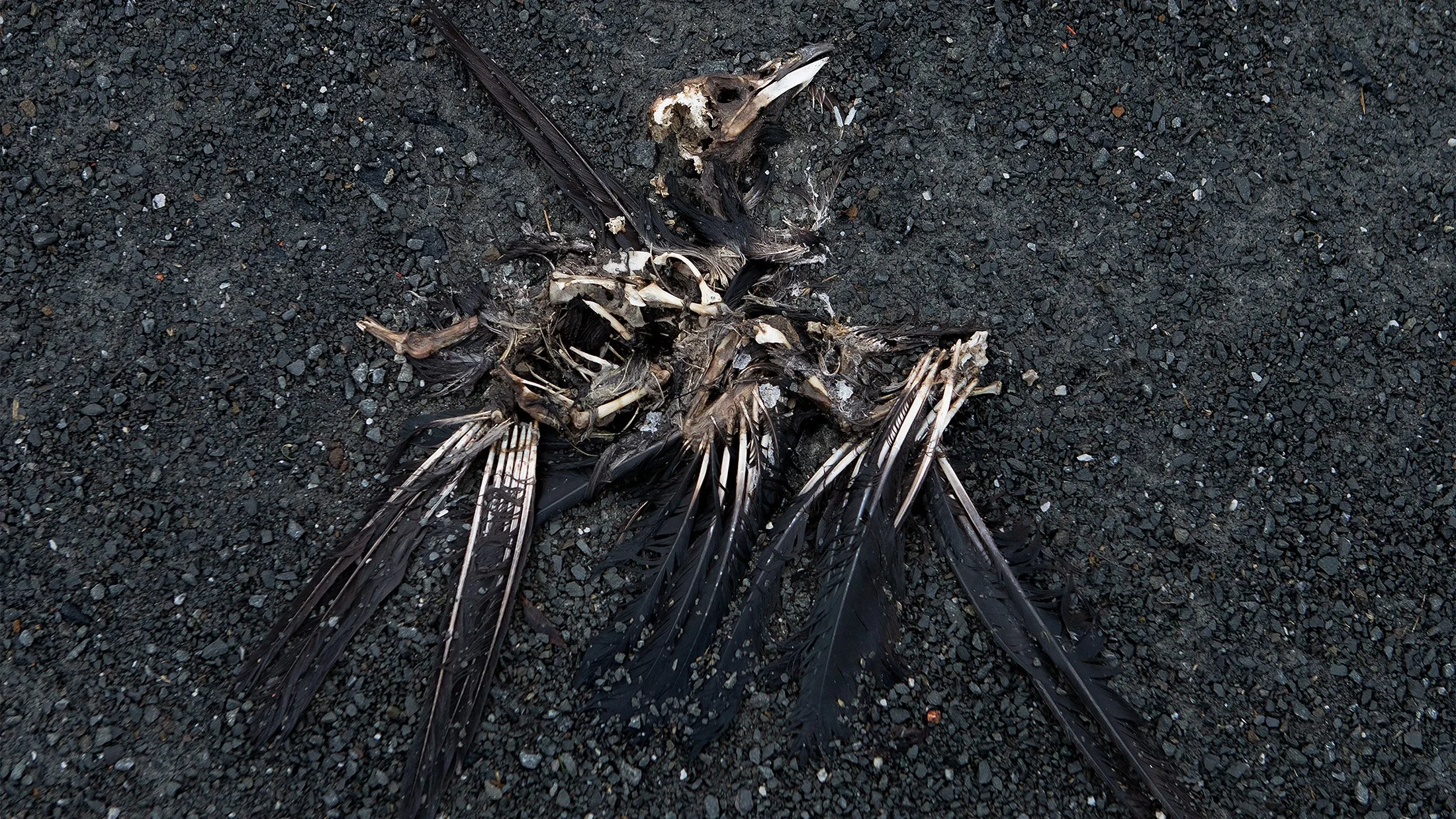 When Death Crept Into the Places We Used to Play.