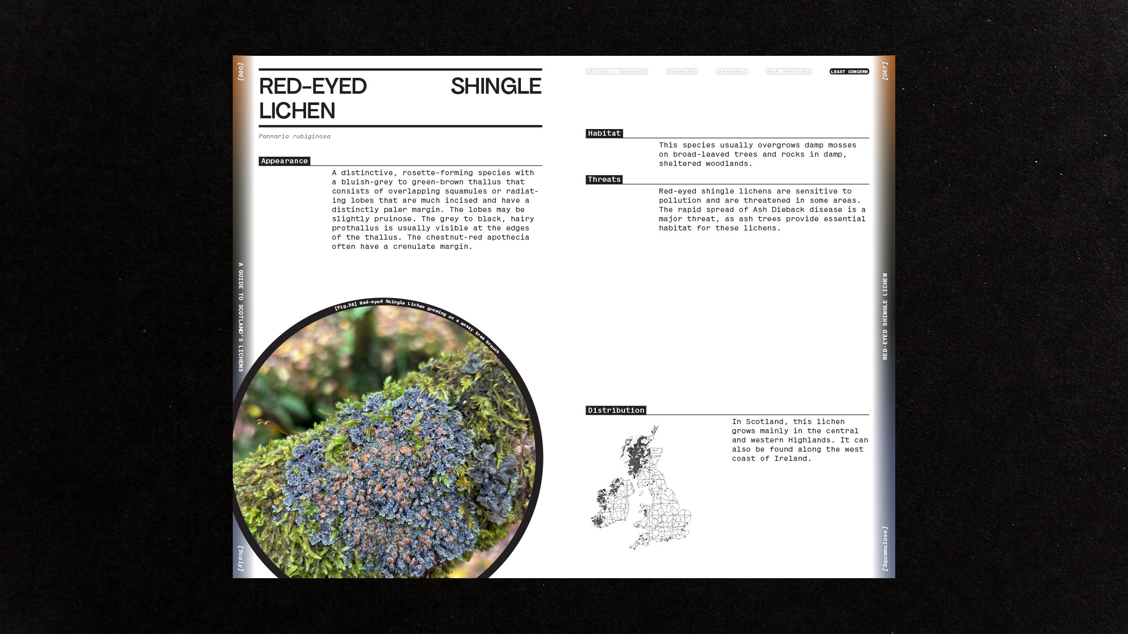 Red-Eyed Shingle Lichen spread.