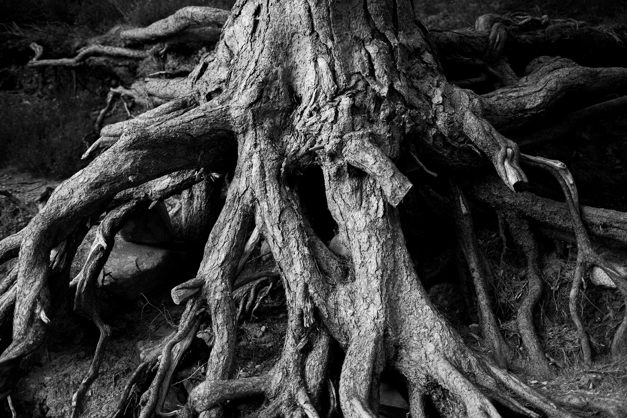 Rooted