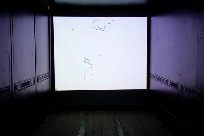 Gastrocnemius & Soleus (2011) 